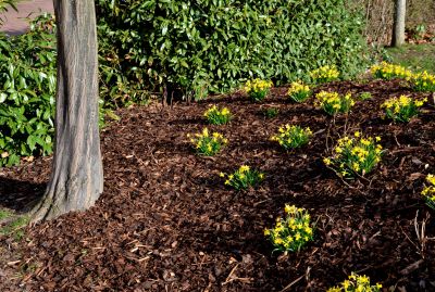Mulch helps regulate soil temperature, protecting plant roots from extreme heat and cold, which ultimately promotes healthier plant growth