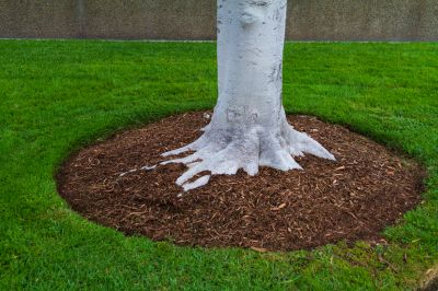 Mulch helps retain moisture in the soil, reducing the need for frequent watering and contributing to water conservation